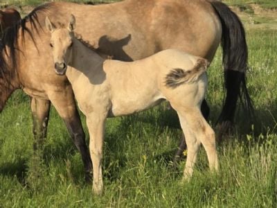 Saruman Topsail JW <BR> AQHA PENDING